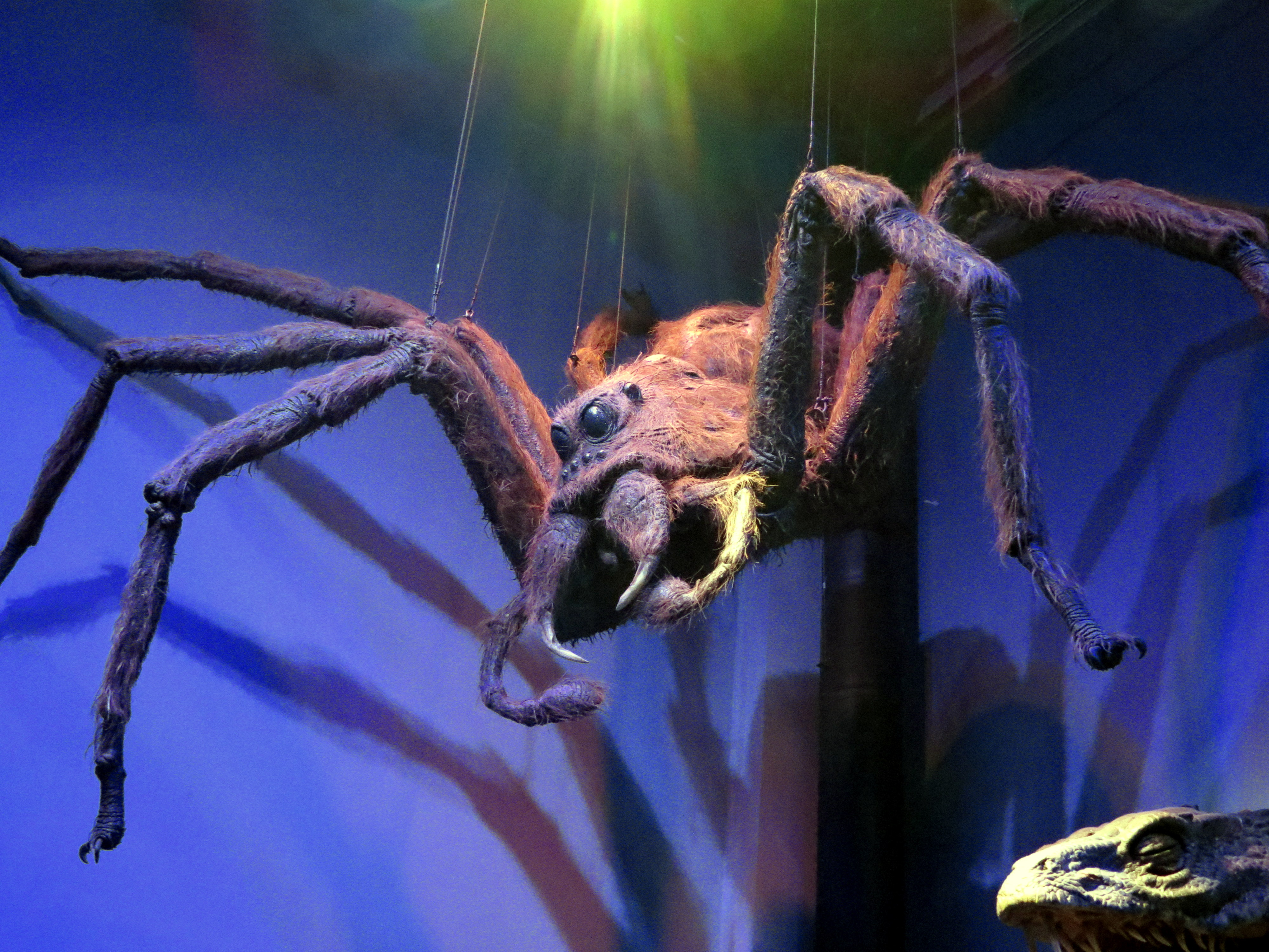 aragog the giant spider  harry potter   studio 1