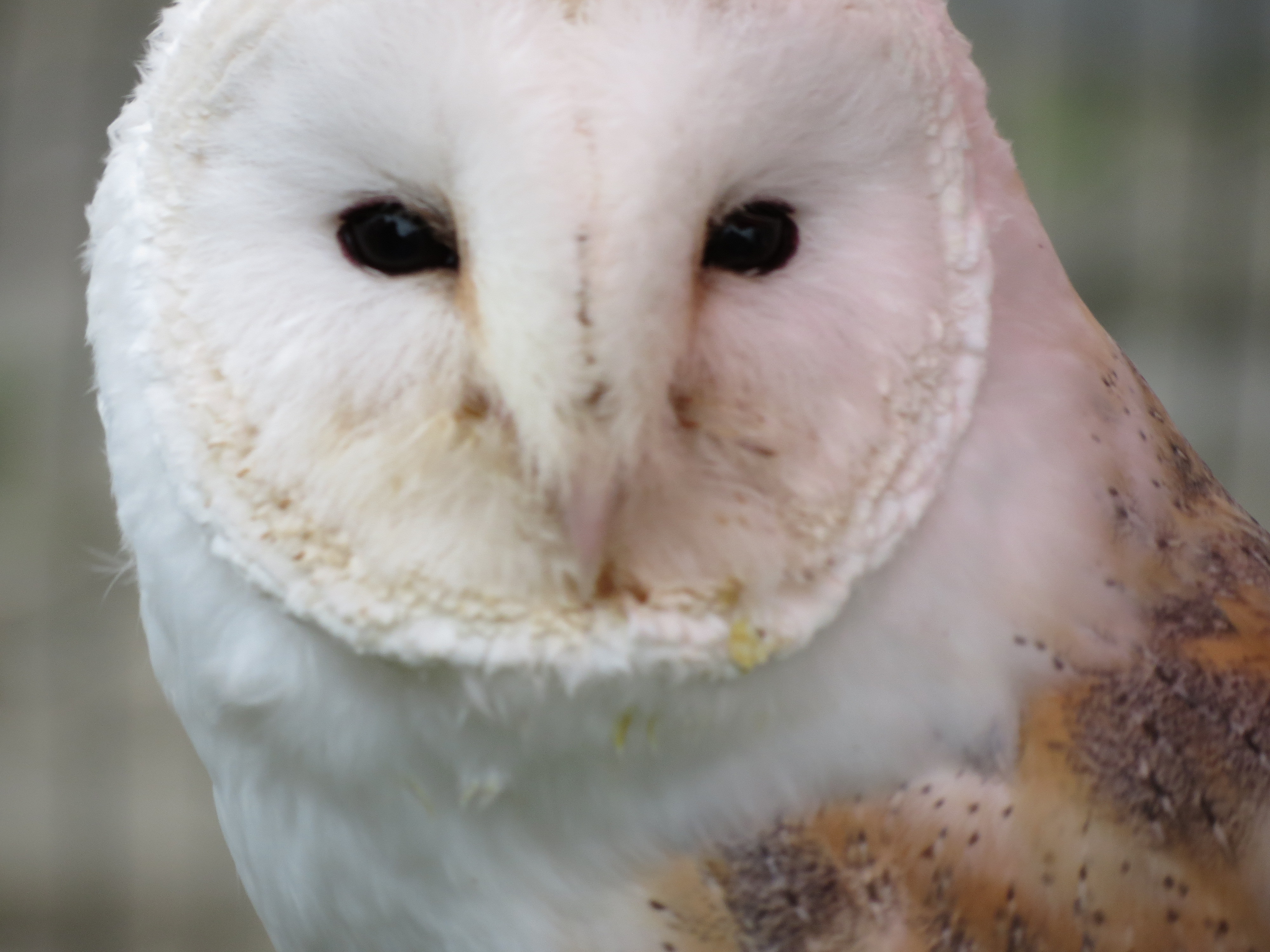 barn owl