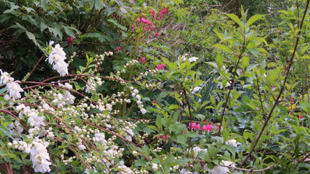 flower's Hertford Castle gardens