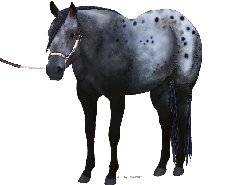 Blue Roan Appy