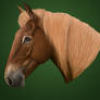 Suffolk Punch