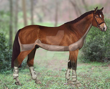 D'Yer Mak'er - Hanoverian Stallion