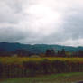 Mondavi Vineyards 3