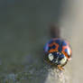 Ladybug head close-up