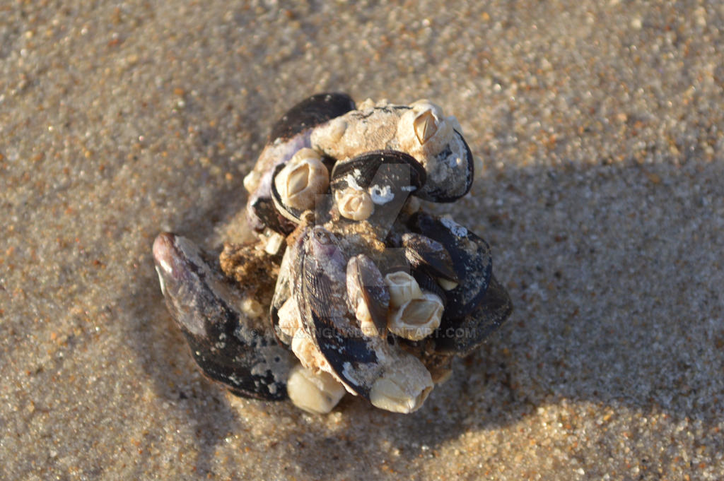 see shells by afrikanguy on DeviantArt