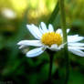 Cute little white flower