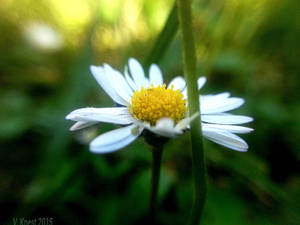 Cute little white flower