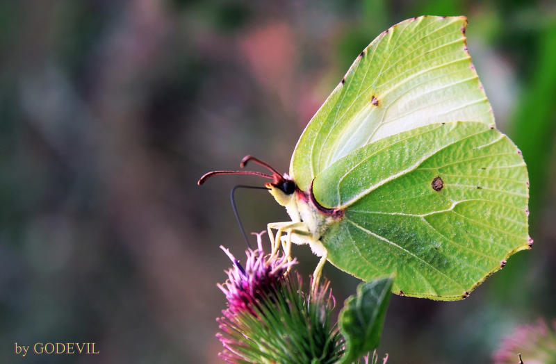 Butterfly don't need a straw