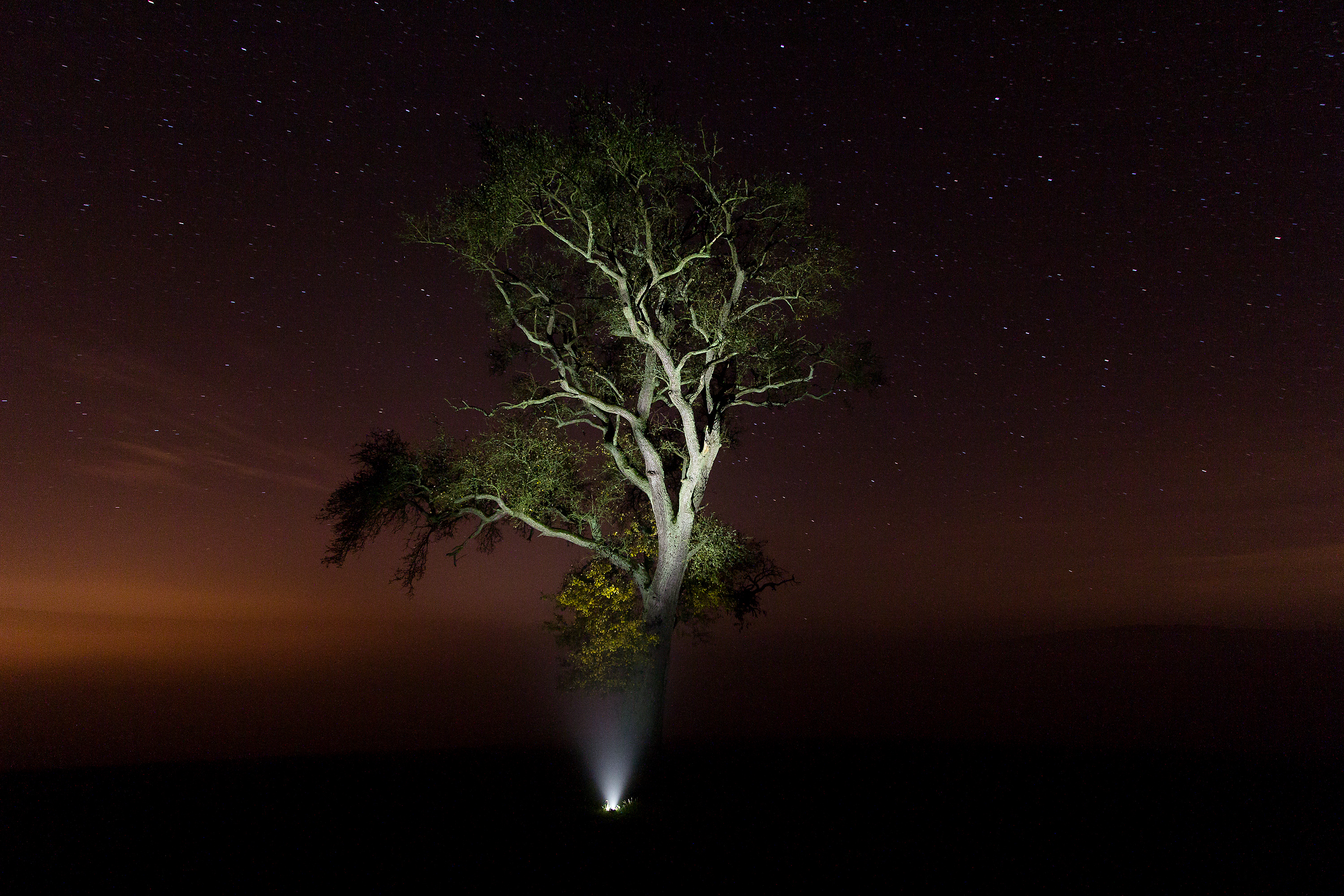 night and fog