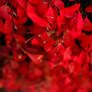 Red Autumn