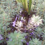 pond plants