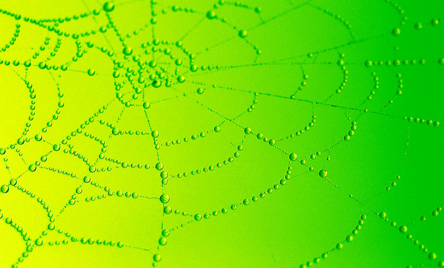 Spider web