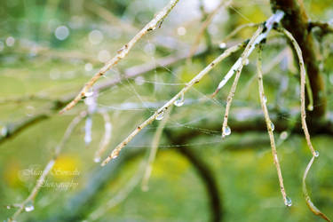 December Droplets by Meireis