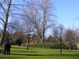 trees Victoria Park