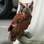 Eastern Screech Owl at MWLR