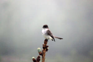 Eastern Phoebe 5 2013 by gmdwilcox