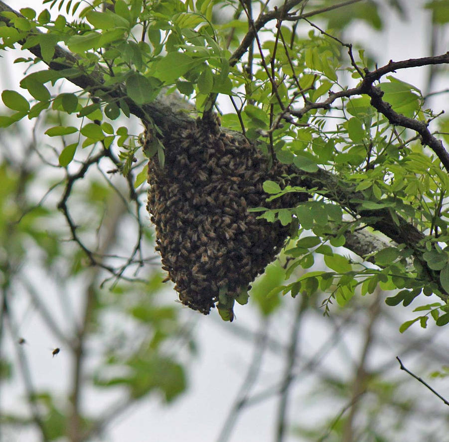 Locust Bee Honey bee swarm on black locust tree by gmdwilcox on DeviantArt