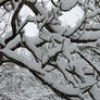 Snow on branches.