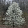 Bradford pear tree in  full bloom