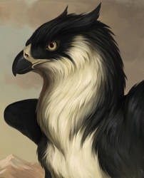 Black and white gryphon portrait