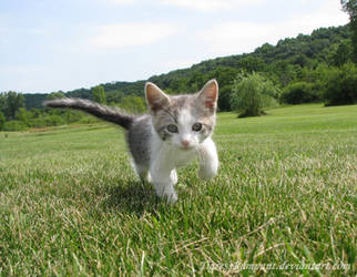 Curious Kitten