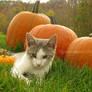 Halloween Cat