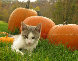 Halloween Cat