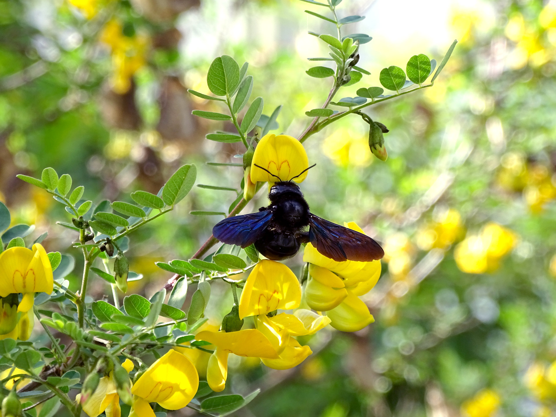 Xylocope violet sur sa fleur