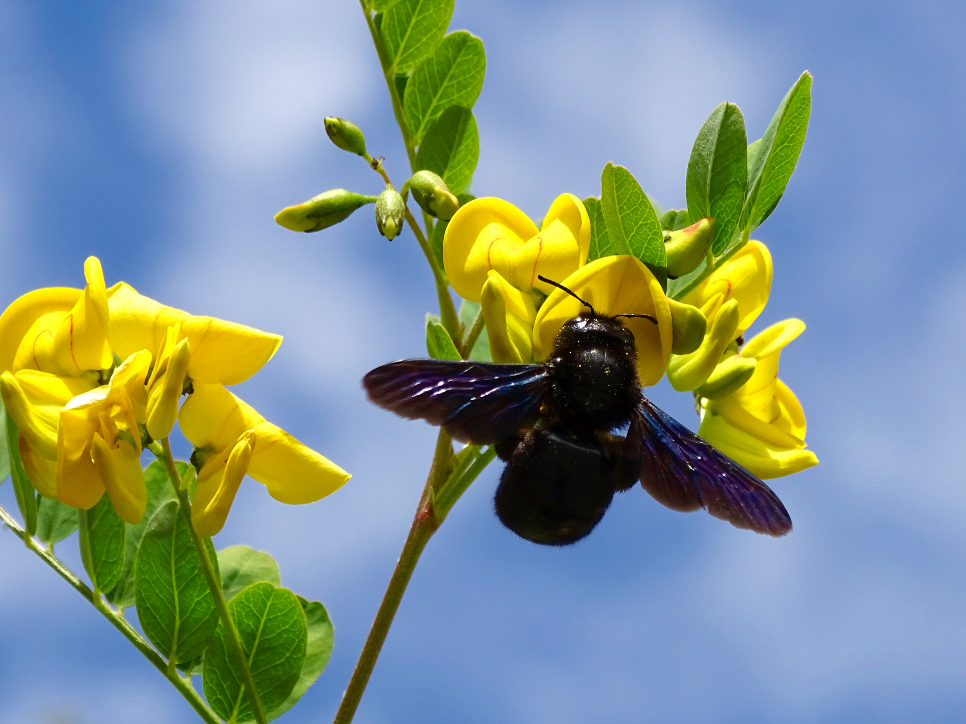 Xylocope on its flower