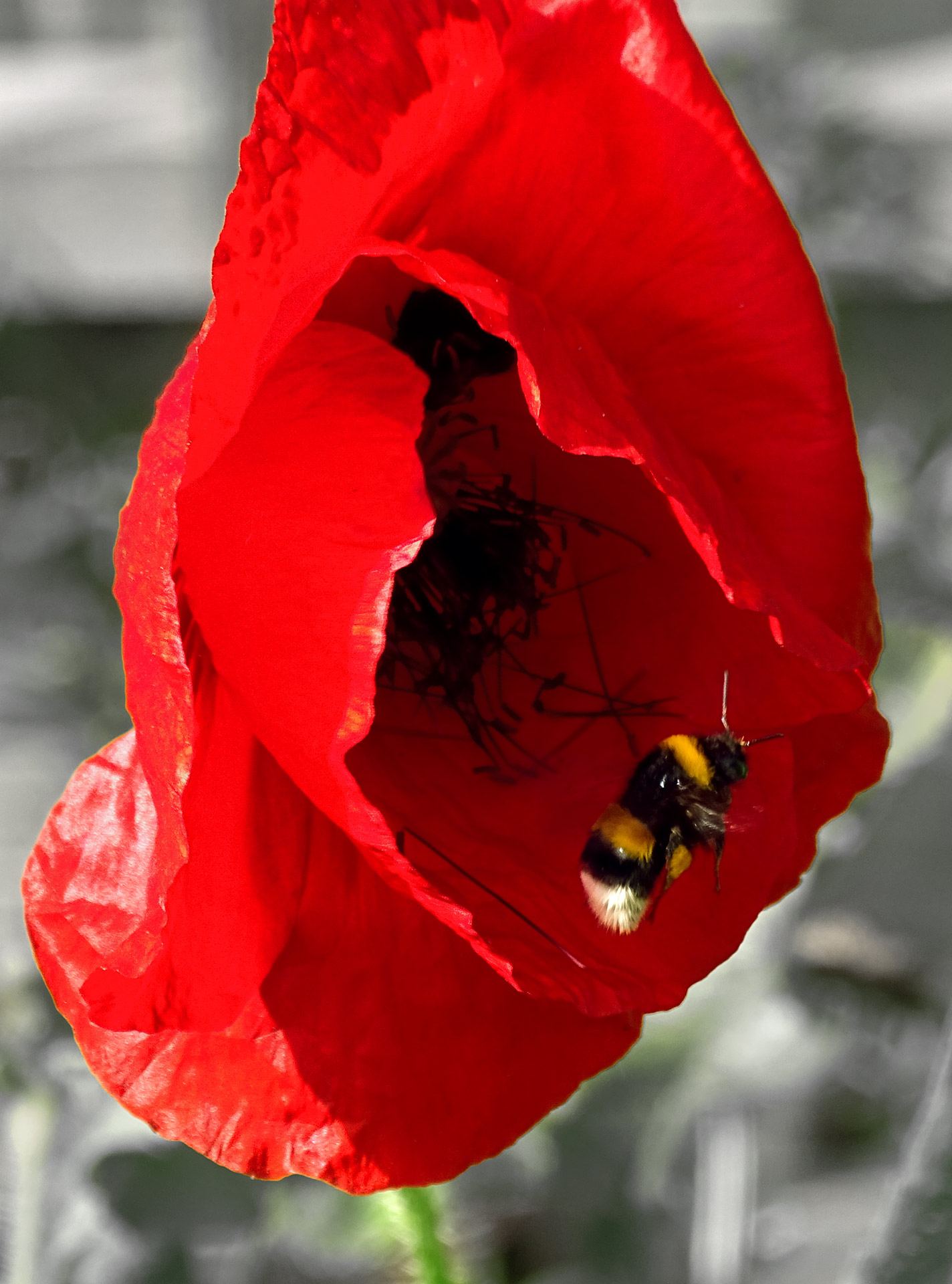 Abeille Quittant Son Coquelicot