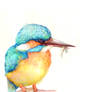 Kingfisher