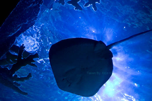 Sting Ray