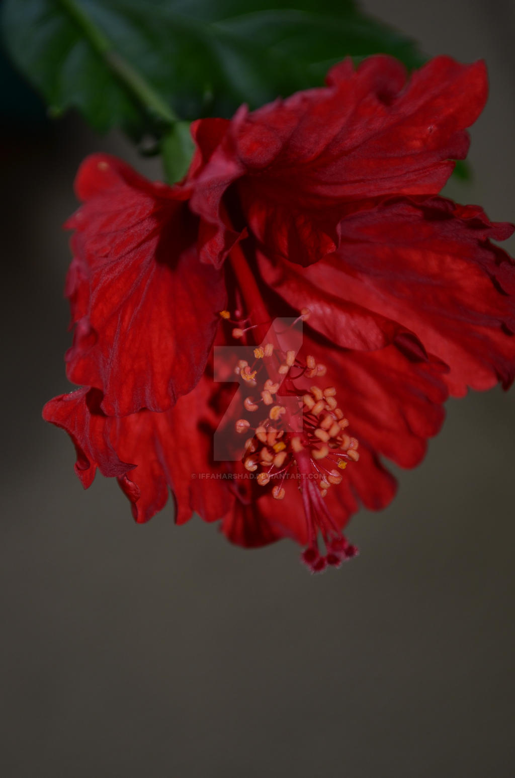 Hibiscus @ bunga raya by IffahArshad on DeviantArt
