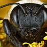 Female Eastern Carpenter Bee