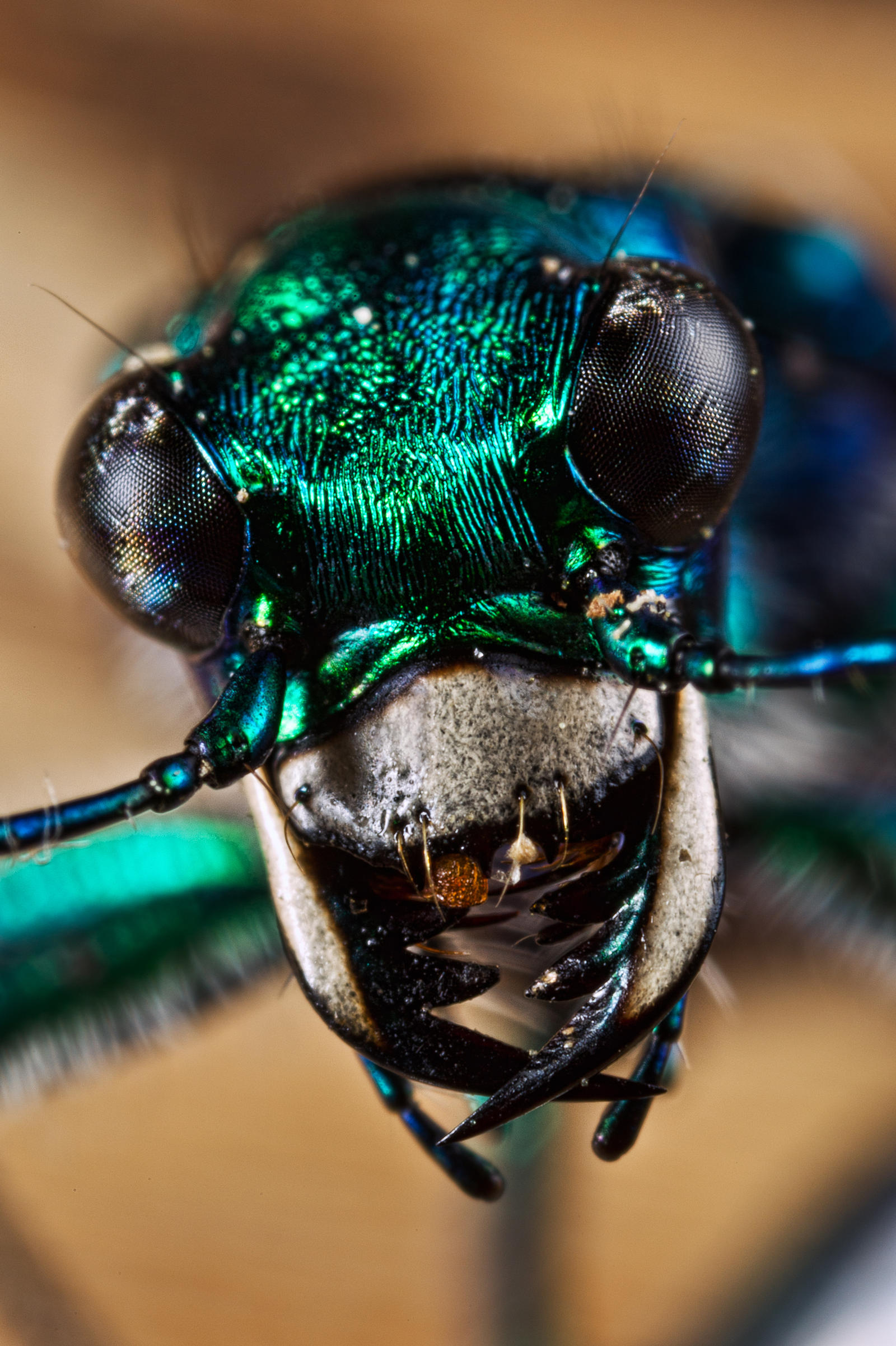 Six-Spotted Tiger Beetle III
