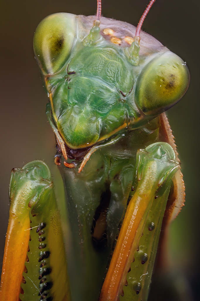 Mantis religiosa Portrait