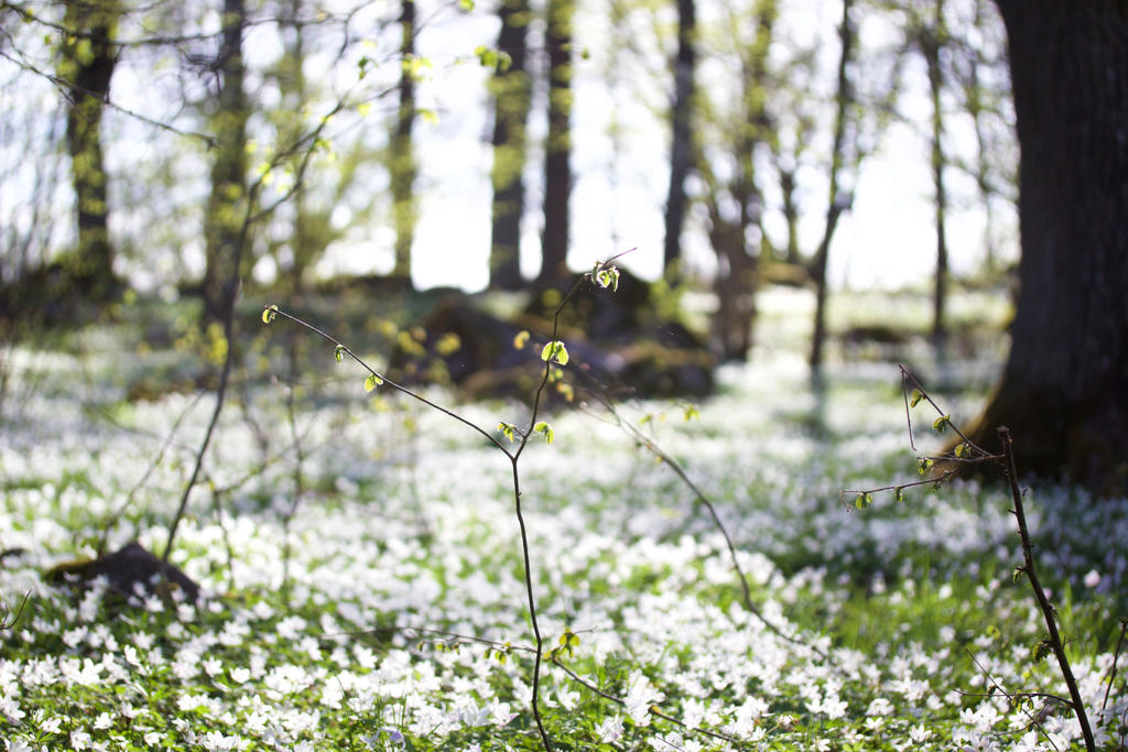 Field of white