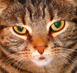 Tilly the Terror