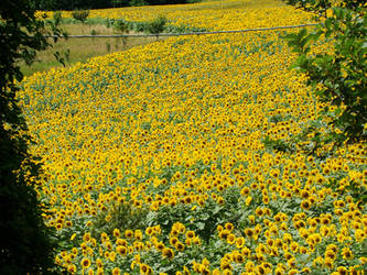 YELLOW NATURE...