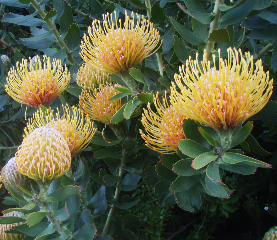 Pincushion Protea (Leucospernum)