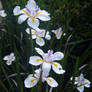 Wild Iris  - Dietes Grandiflora