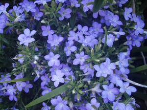 Barleria