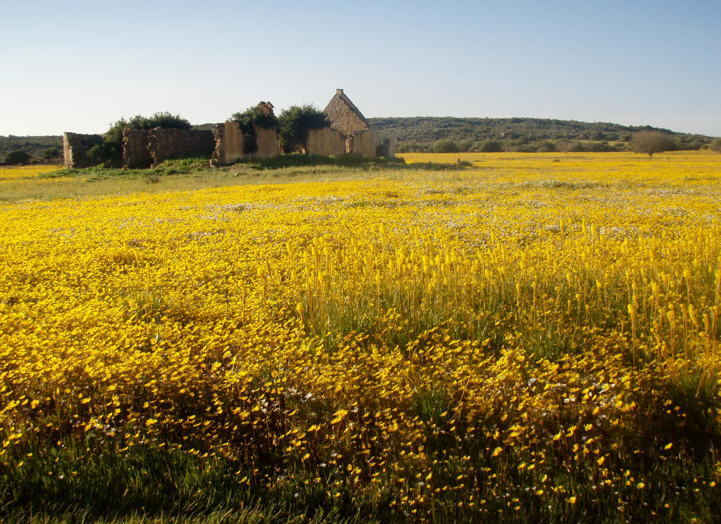 Namaqualand in the Spring