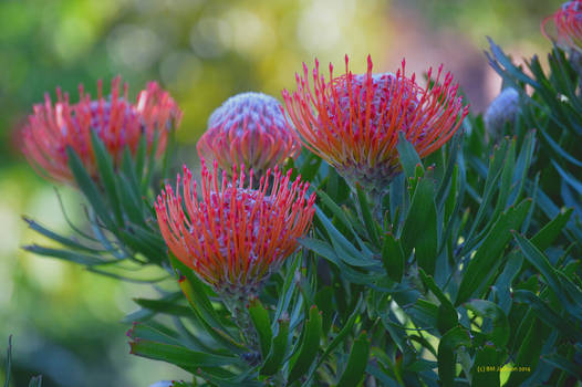 Pincushion - Leucospermum