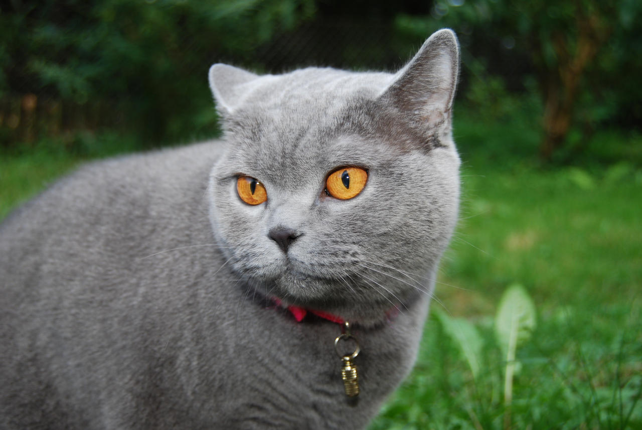british shorthair in the free nature by d4rkst0rm on DeviantArt