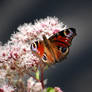 peacock butterfly / Tagpfauenauge