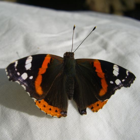 The Red Admiral lineage