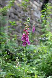 :Leiria: Bell Flower 1