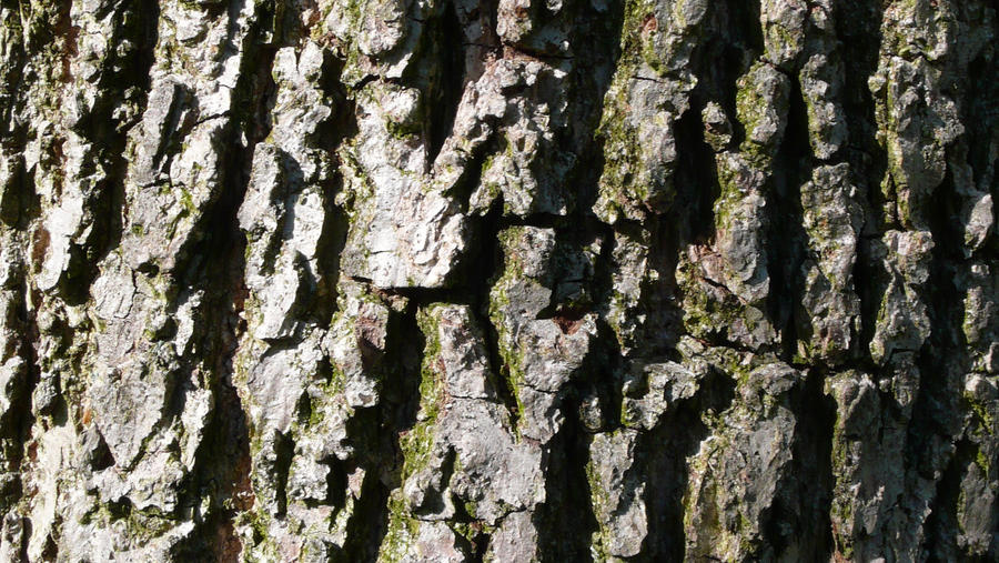 Tree Texture2 by TheNeccoStock on DeviantArt