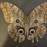 Owl Butterfly Spread Ventral View